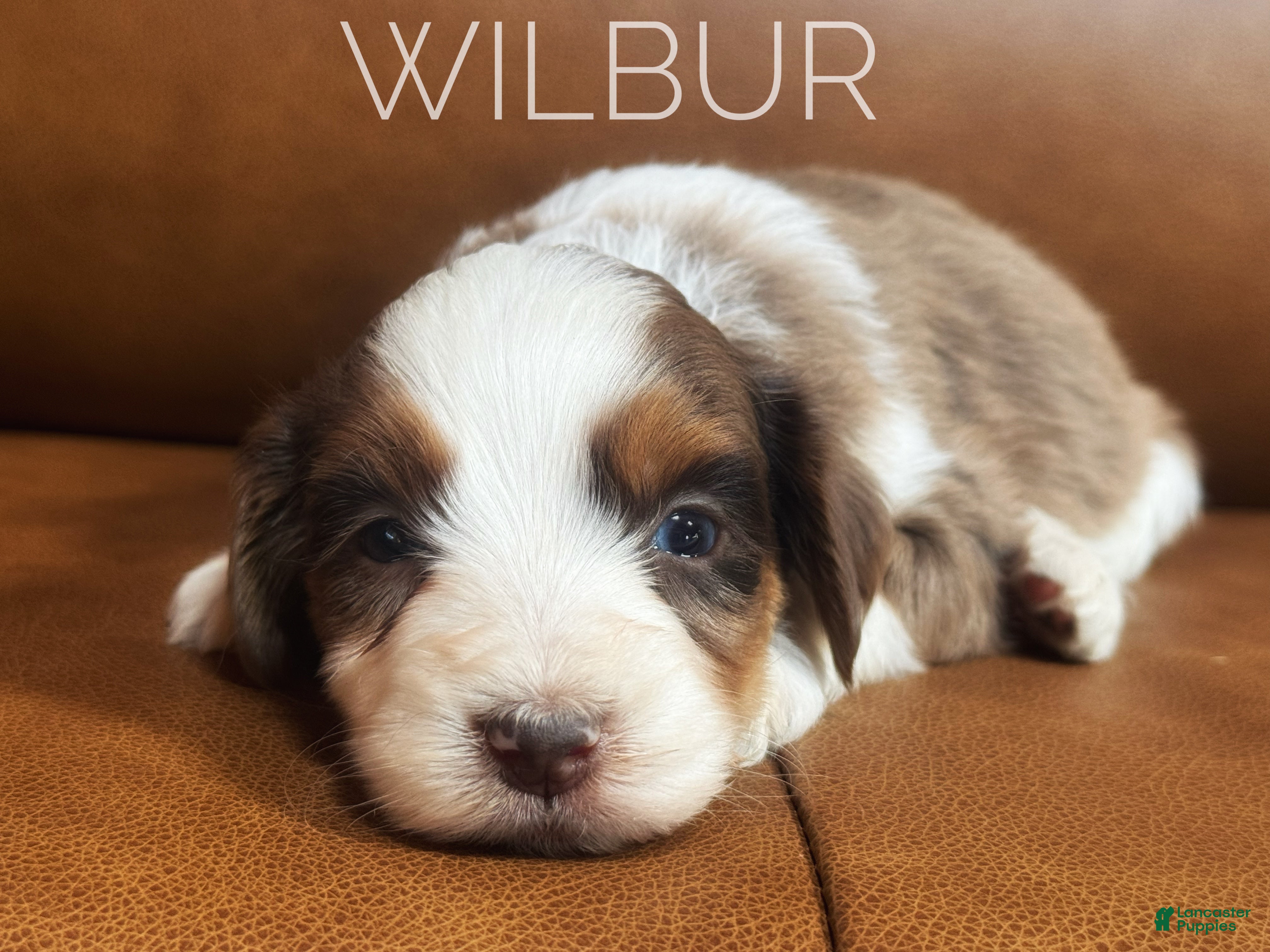 Mixed Breed dogs Australian Mountain Doodle Wilbur  - Ad 2