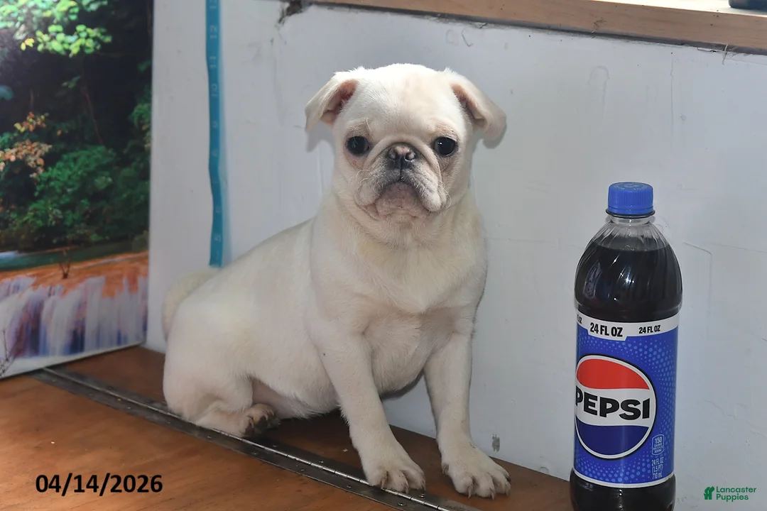 Pug dogs for sale: Priceless Pearl - Ad 1