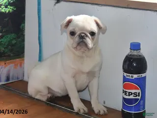 Pug dogs for sale: Priceless Pearl - Ad 4