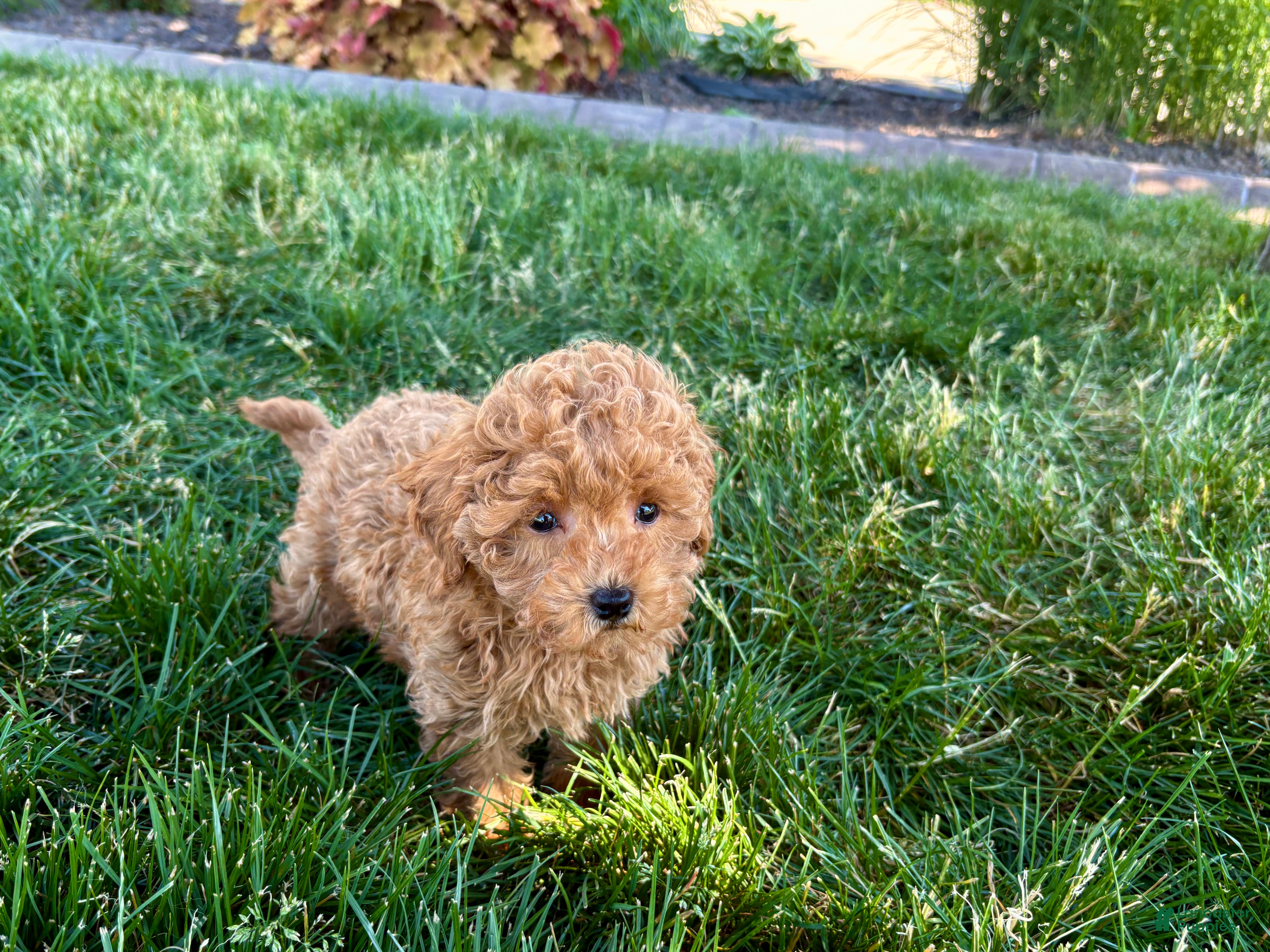 Maltipoo dogs for sale: Ada - Ad 12