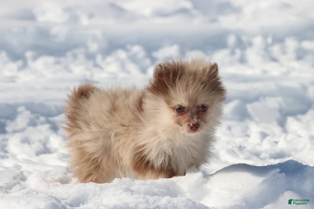 Pomeranian dogs for sale: Ducky - Ad 1