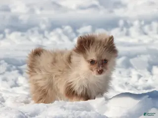 Pomeranian dogs Ducky - Ad 31