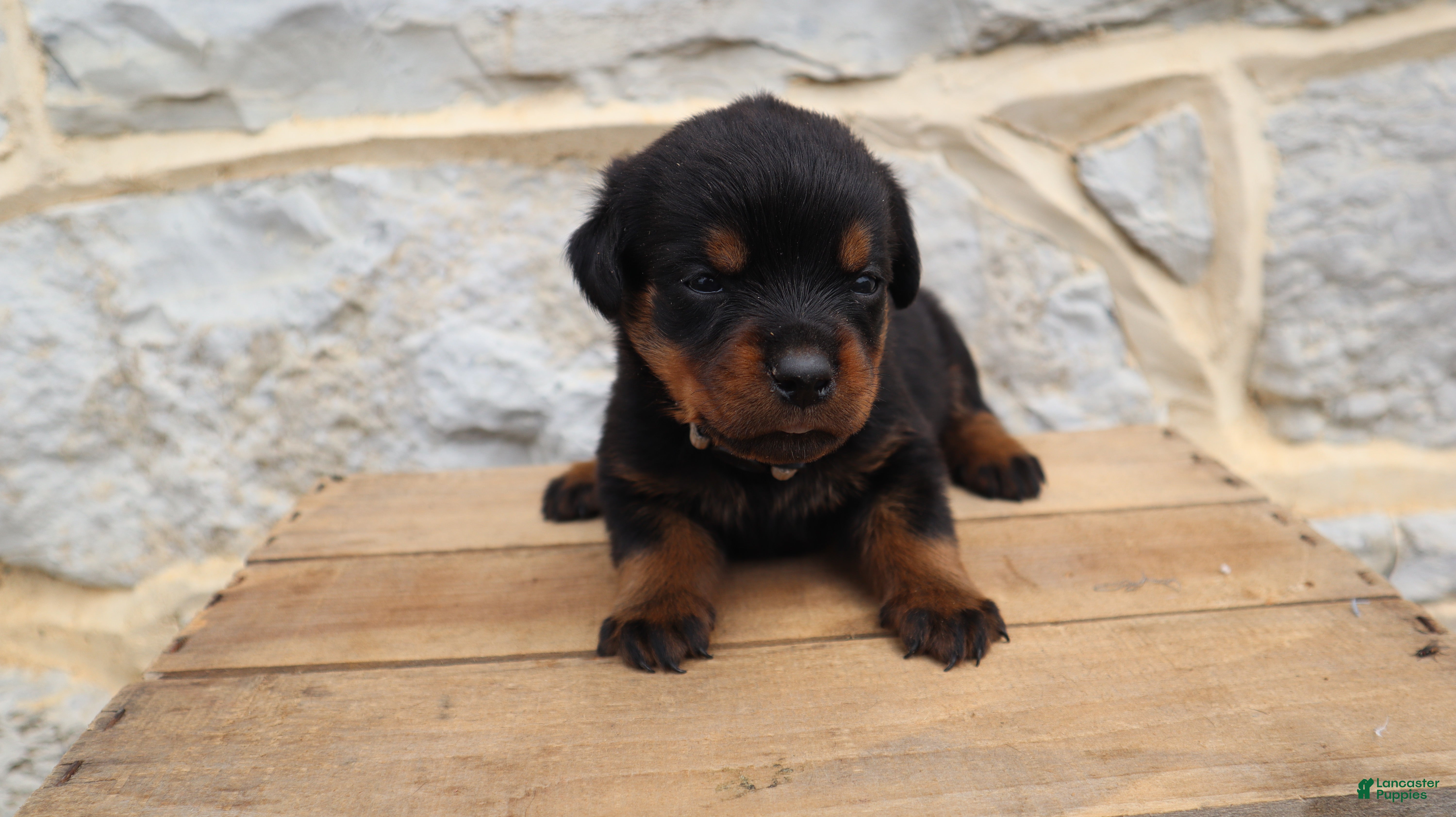 Rottweiler dogs Brooke - Ad 2