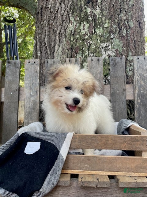 Mixed Breed dogs Livia - Ad 2