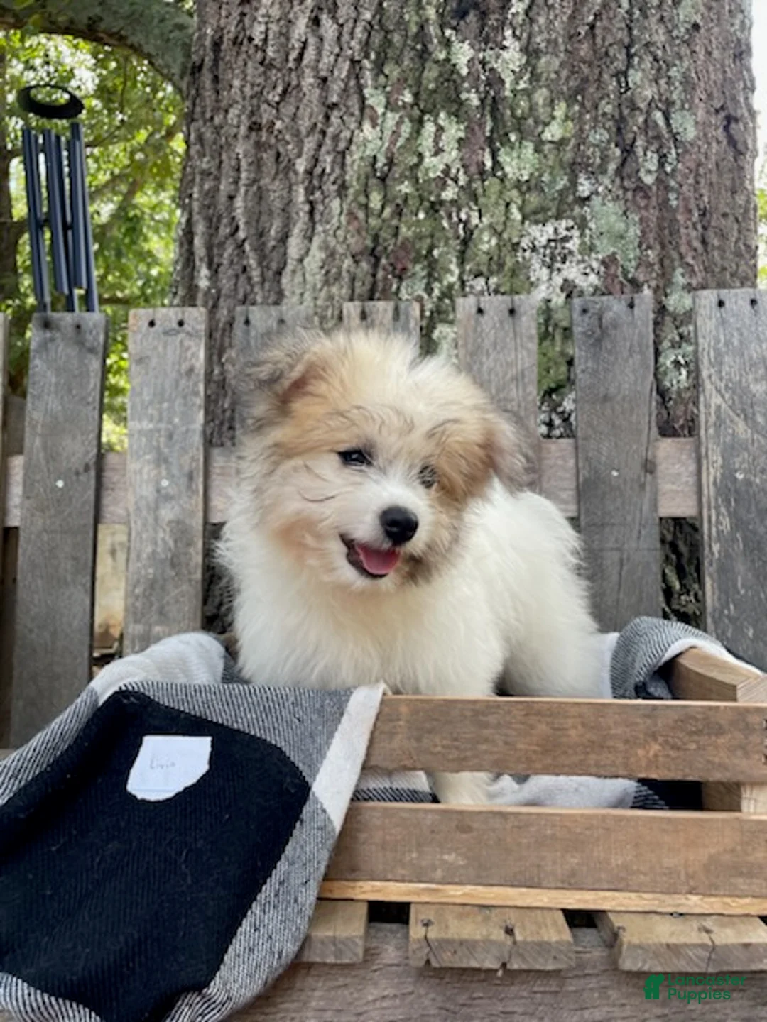 Mixed Breed dogs for sale: Livia - Ad 2