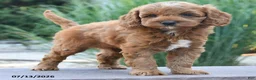 Cockapoo dogs for sale: Jolene - Ad 2