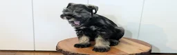 Miniature Schnauzer dogs for sale: Cleo - Ad 6