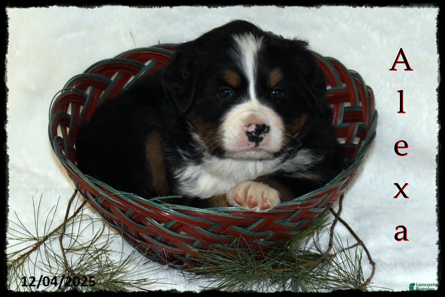 Bernese Mountain Dog dogs Alexa - Ad 13