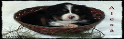 Bernese Mountain Dog dogs for sale: Alexa - Ad 1