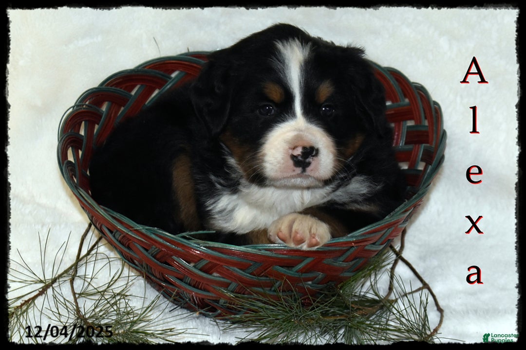 Bernese Mountain Dog dogs for sale: Alexa - Ad 1