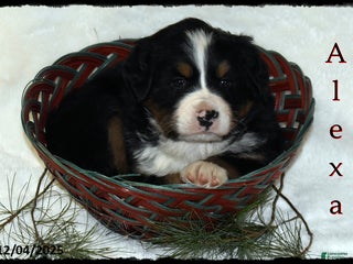 Bernese Mountain Dog dogs Alexa - Ad 19