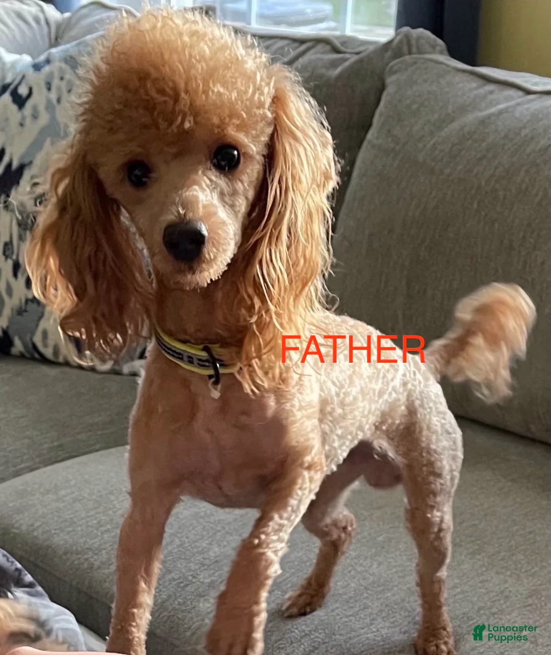 Maltipoo dogs for sale: Maltipoo Puppy 2 - Ad 9