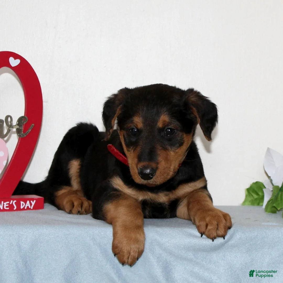 Airedale Terrier dogs for sale: Sweetie  - Ad 3