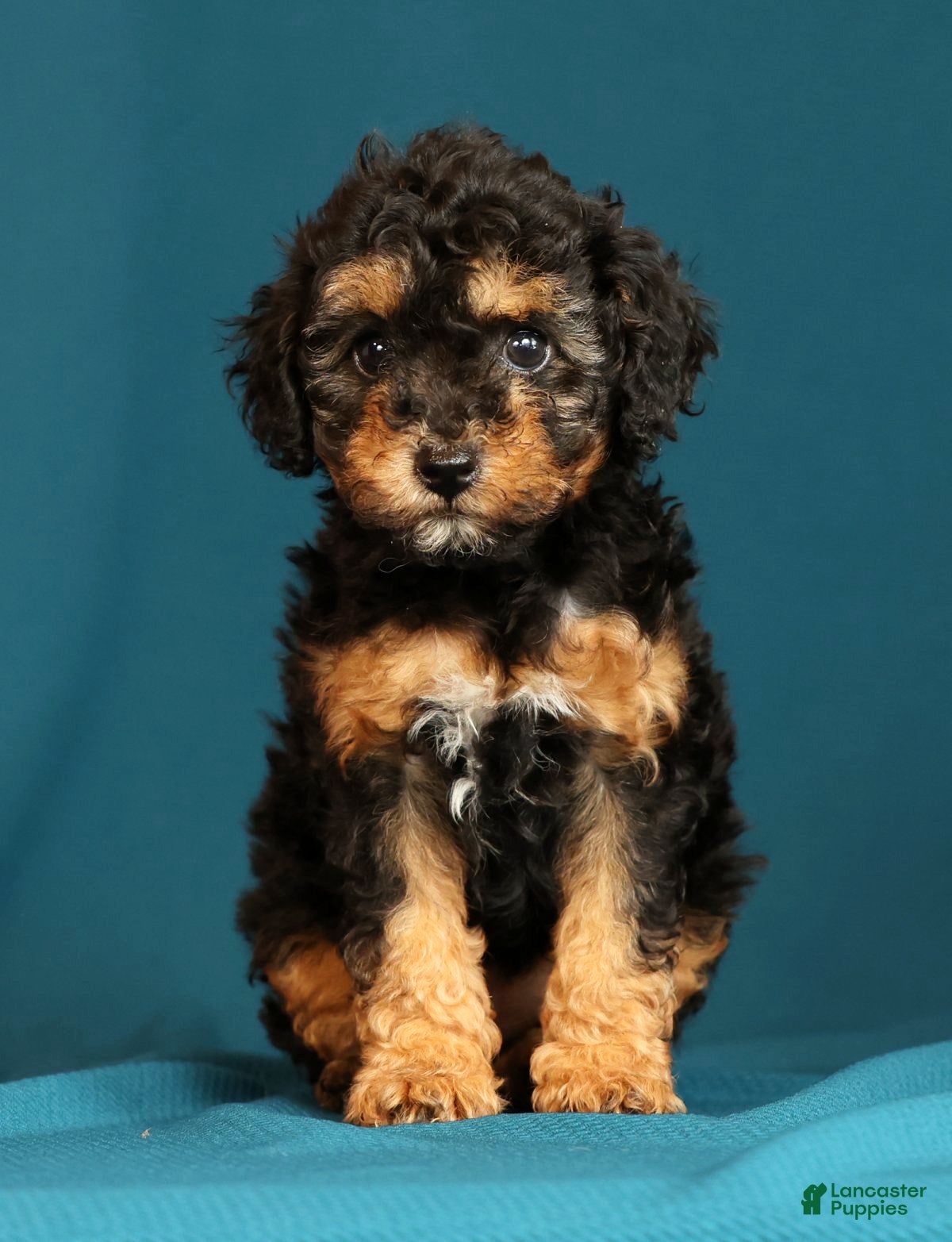 Miniature Poodle dogs Callie - Ad 2