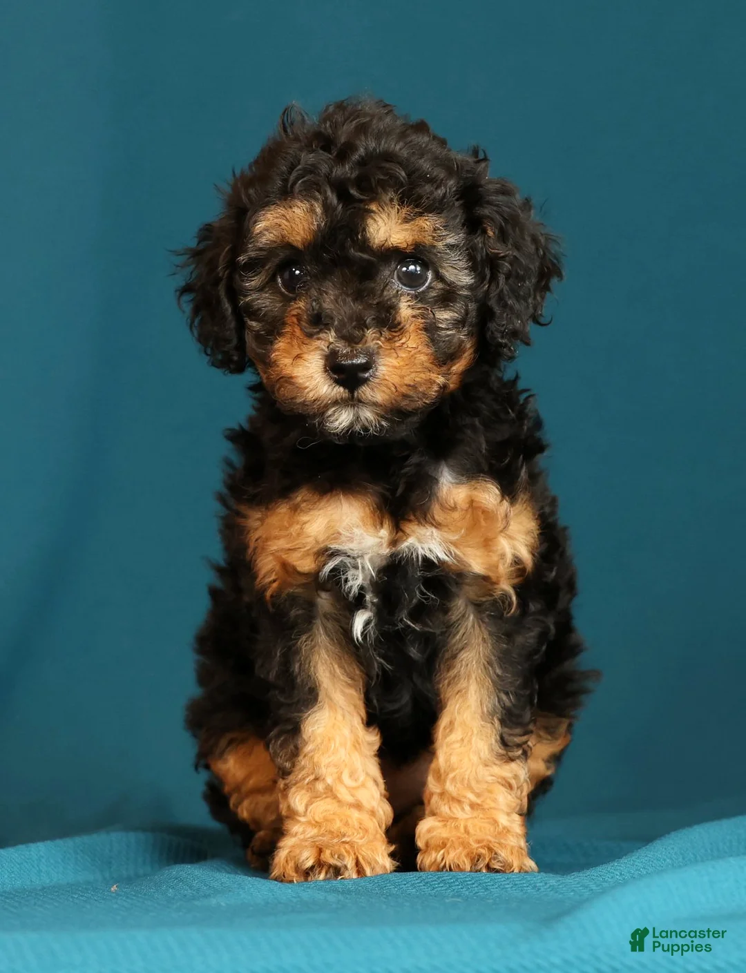 Miniature Poodle dogs for sale: Callie - Ad 2
