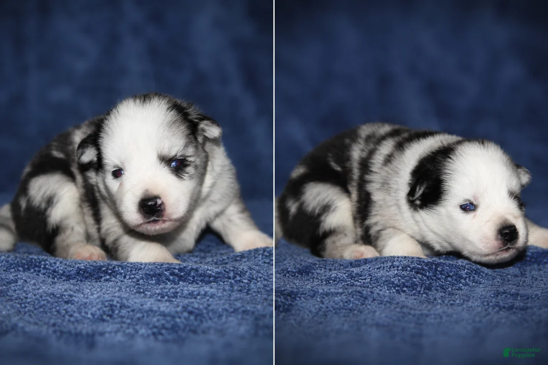 Pomsky dogs for sale: Pomsky 2 - Ad 1