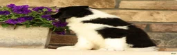 Saint Berdoodles dogs for sale: Fiona - Ad 5