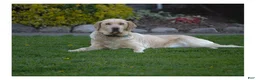 Labrador Retriever dogs for sale: Foxy - Ad 3