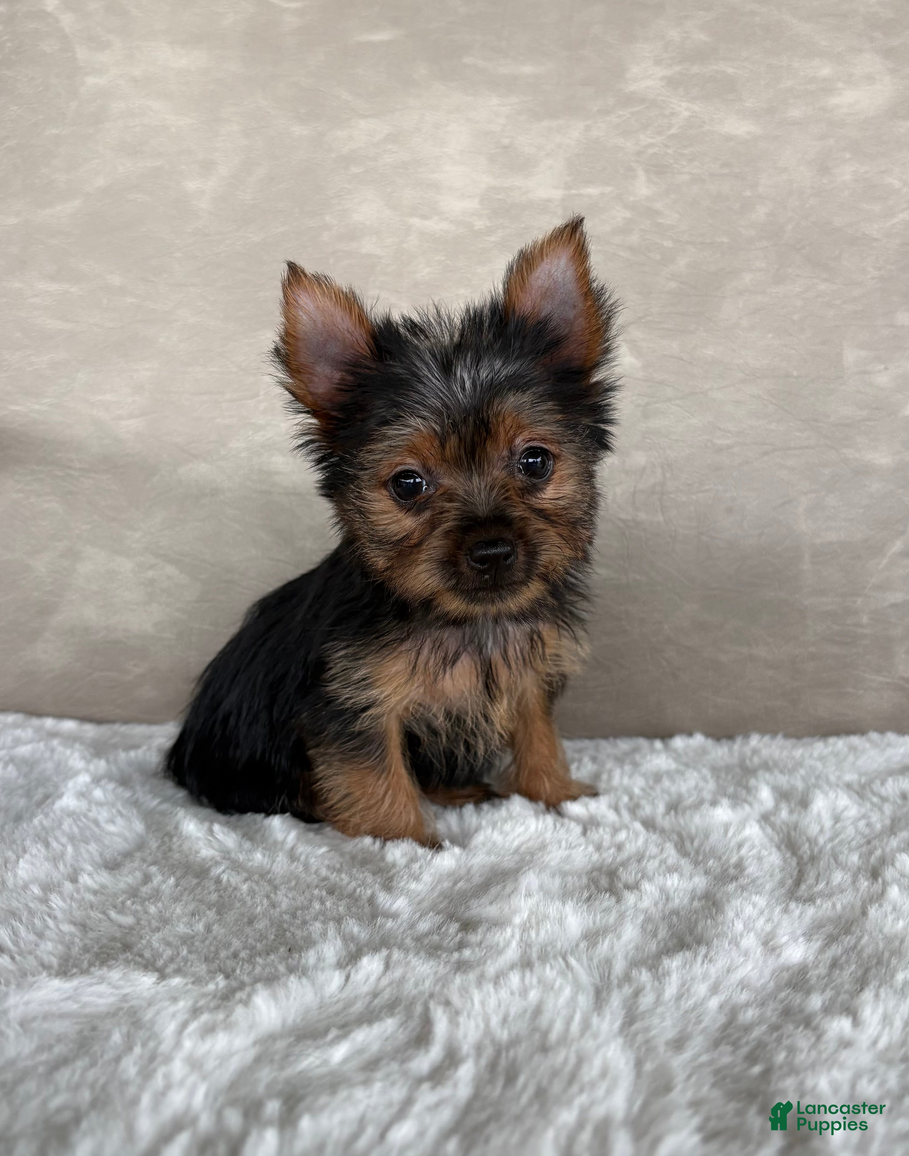 Yorkshire Terrier dogs Mia - Ad 1