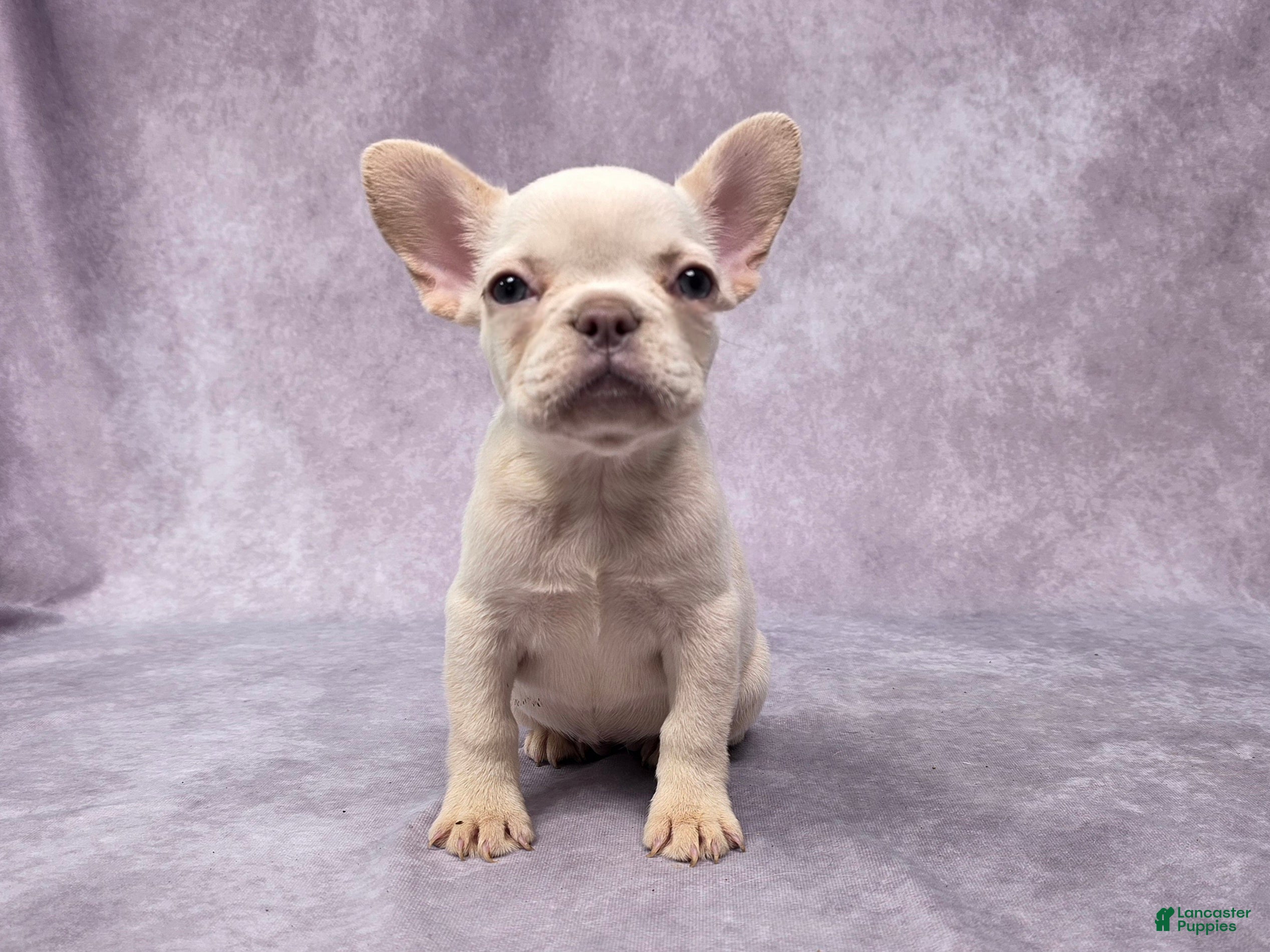 French Bulldog dogs Hailey - Ad 21