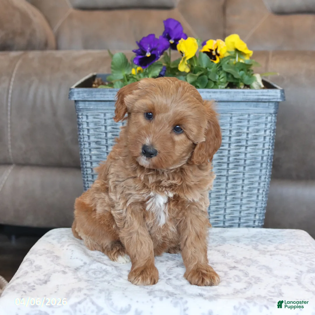 Mini Aussiedoodle dogs for sale: Taffy - Ad 5