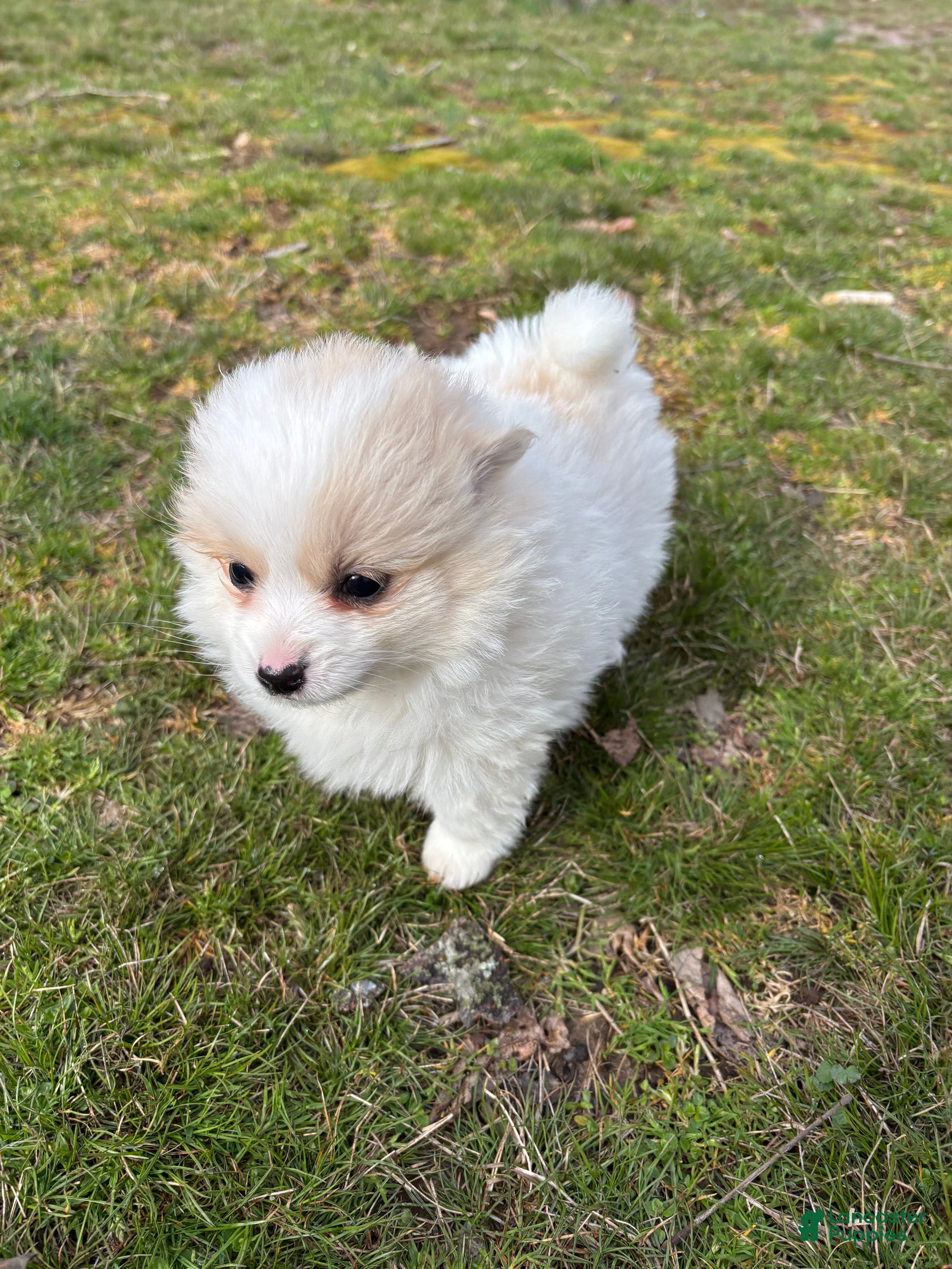 Pomsky dogs Bella - Ad 1