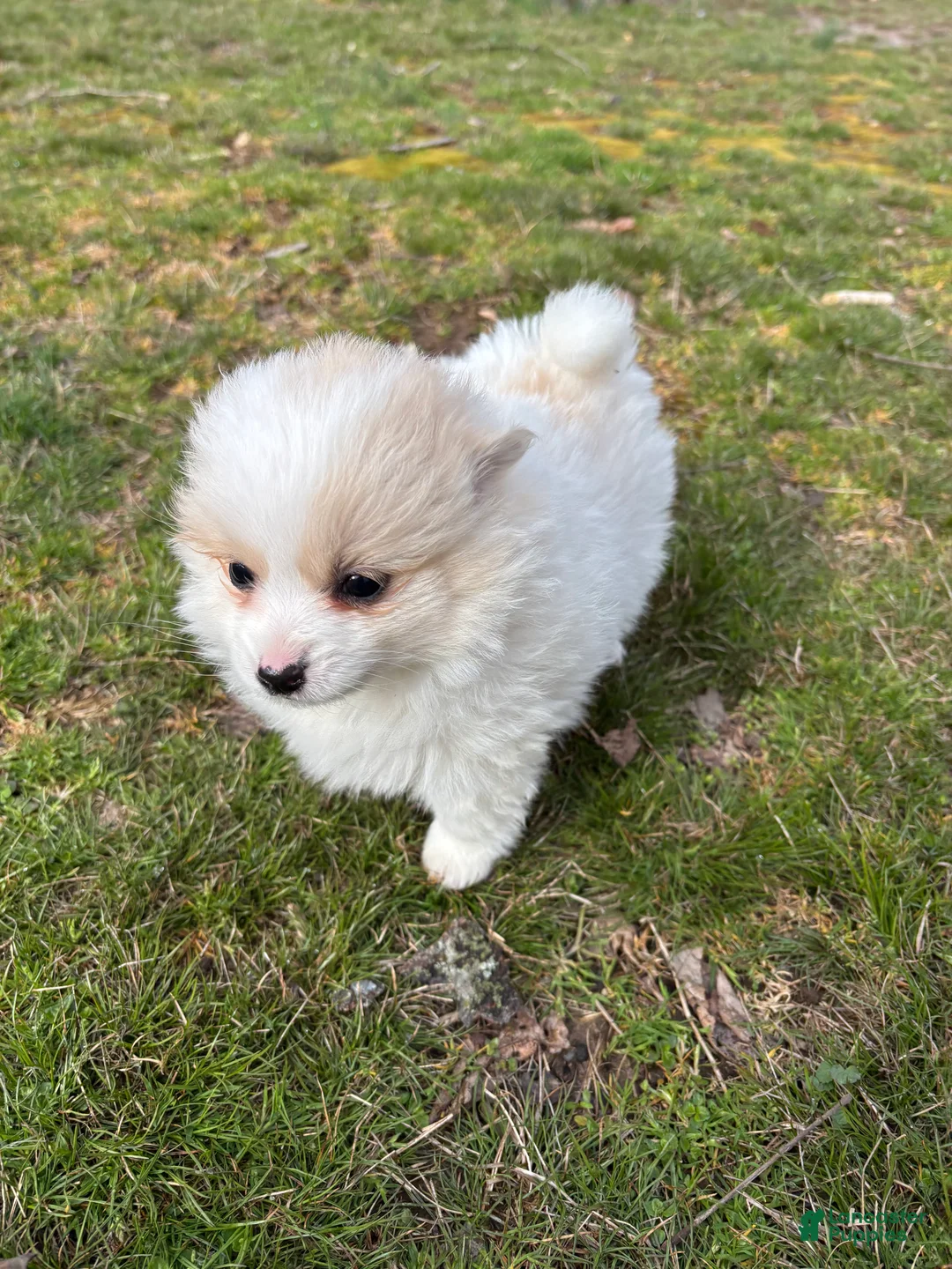 Pomsky dogs for sale: Bella - Ad 1