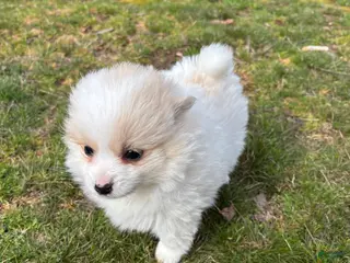 Pomsky dogs for sale: Bella - Ad 2