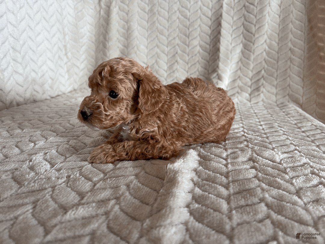 Toy Poodle dogs for sale: Grant - Ad 4