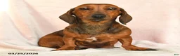 Dachshund dogs for sale: Izzy - Ad 6