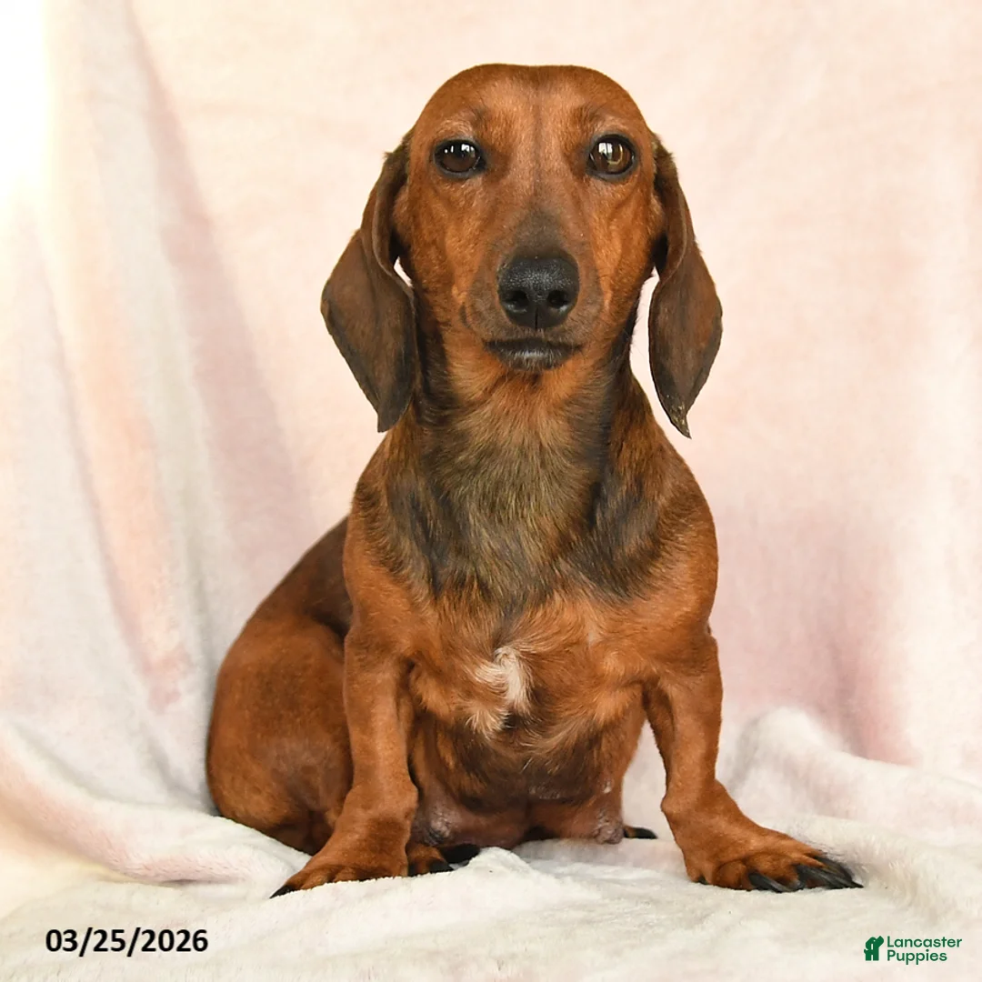 Dachshund dogs for sale: Izzy - Ad 6