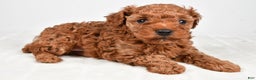 Miniature Poodle dogs for sale: Brady - Ad 4