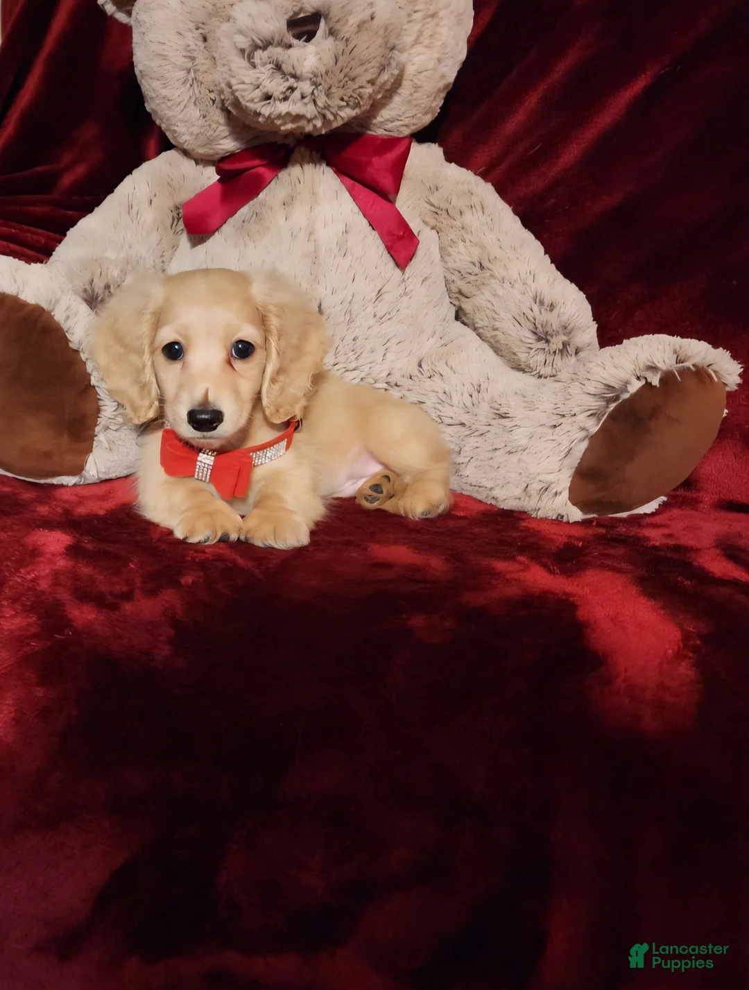 Miniature Dachshund dogs for sale: HOUSTON - Ad 2
