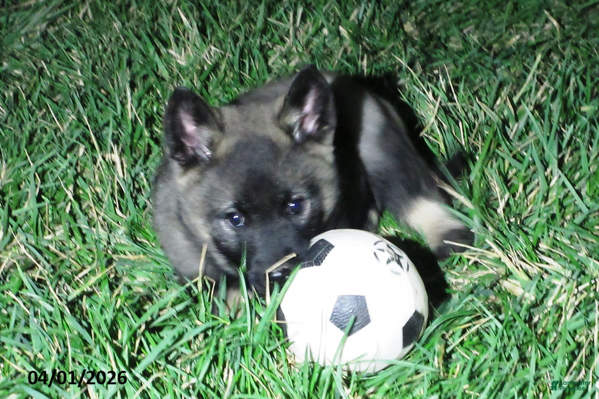 Norwegian Elkhound dogs Magnus - Ad 2