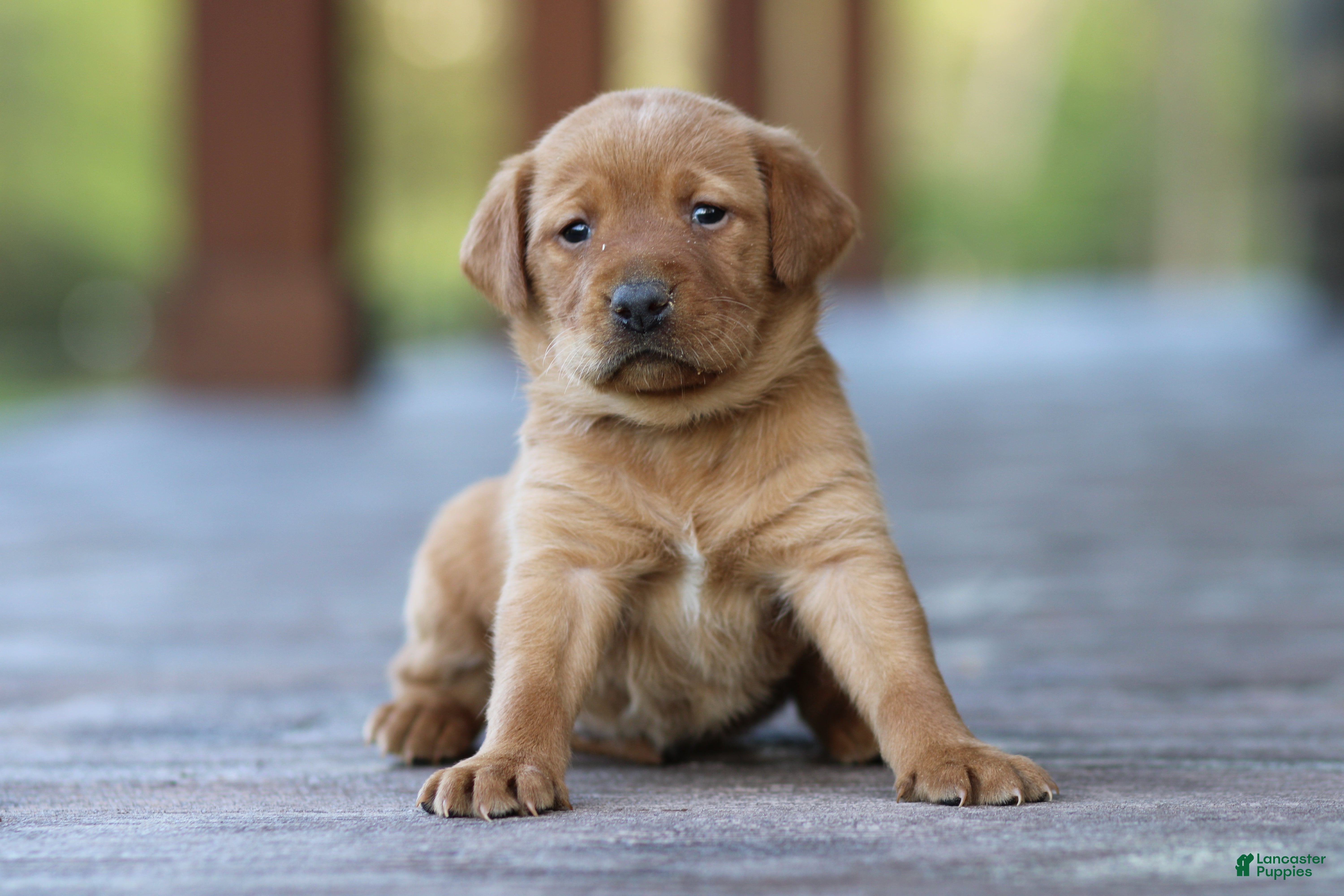 Labrador Retriever dogs for sale: Moxie - Ad 3
