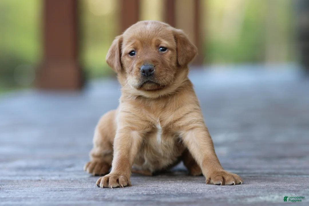 Labrador Retriever dogs for sale: Moxie - Ad 1