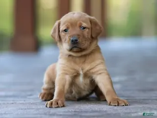 Labrador Retriever dogs for sale: Moxie - Ad 3