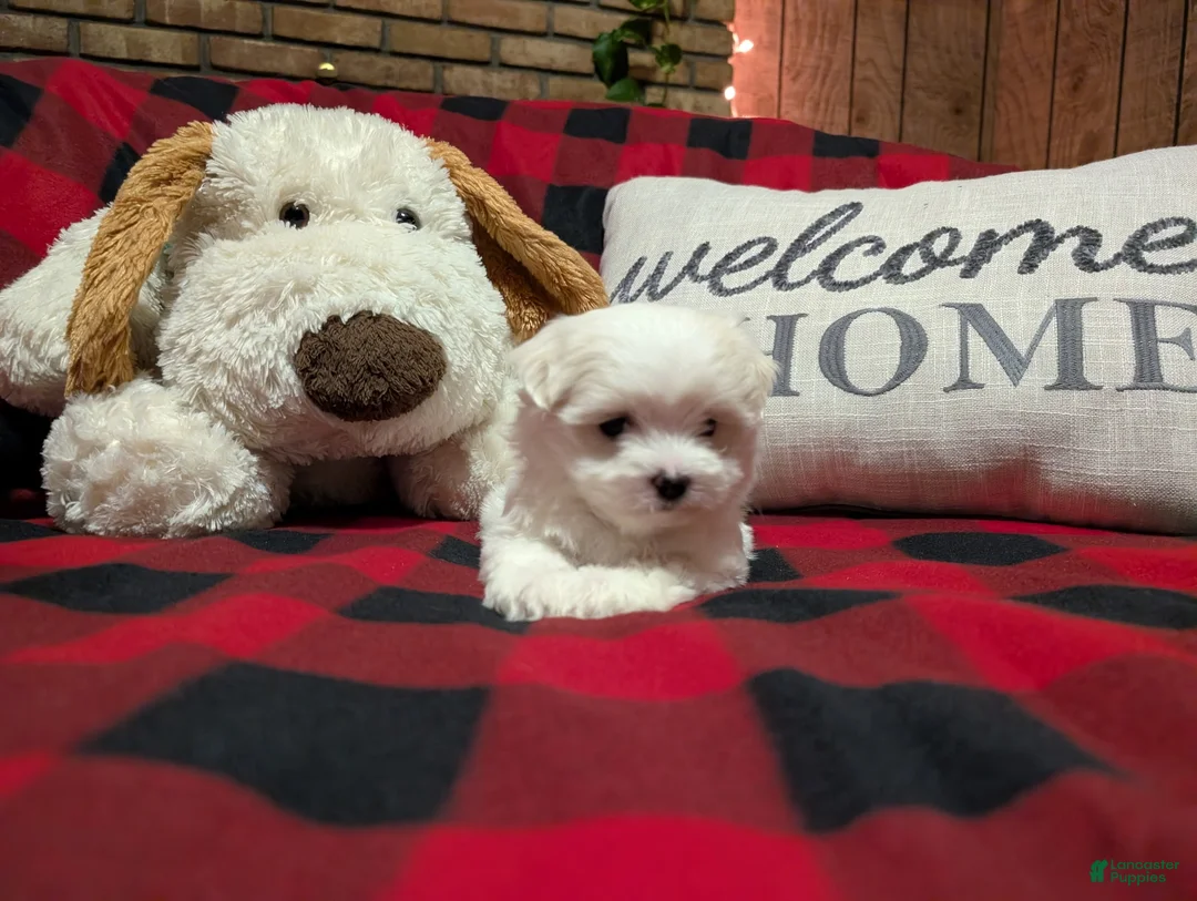 Maltese dogs for sale: Maltese Puppy 2 - Ad 5