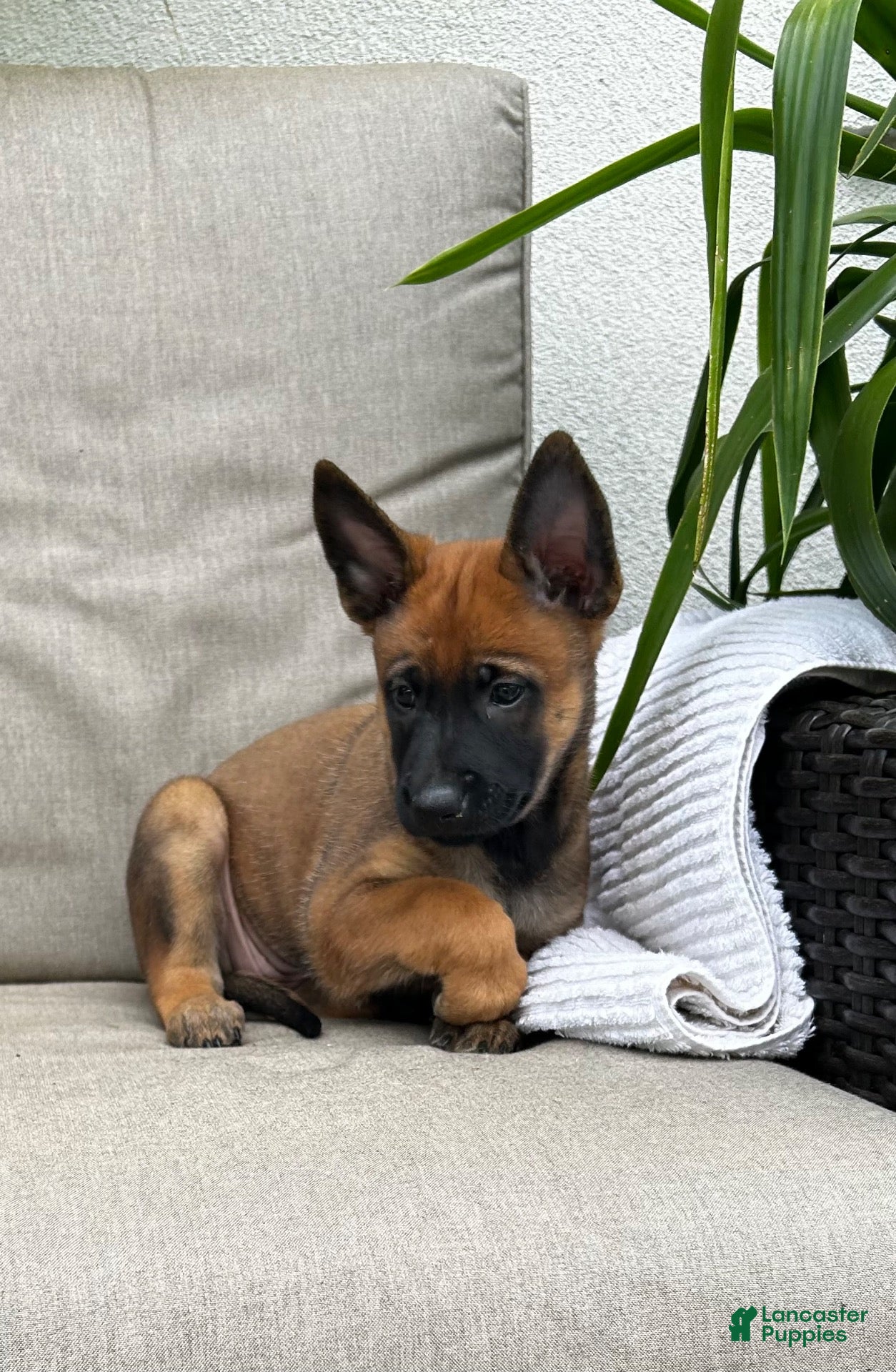 Belgian Malinois dogs Bridget - Ad 2