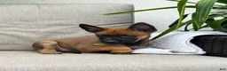 Belgian Malinois dogs for sale: Bridget - Ad 2