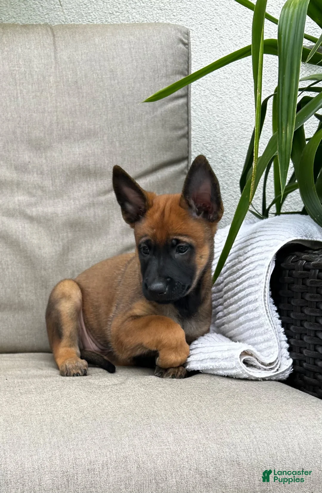 Belgian Malinois dogs for sale: Bridget - Ad 2