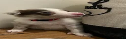 Border Collie dogs for sale: Mark Lowry - Ad 8