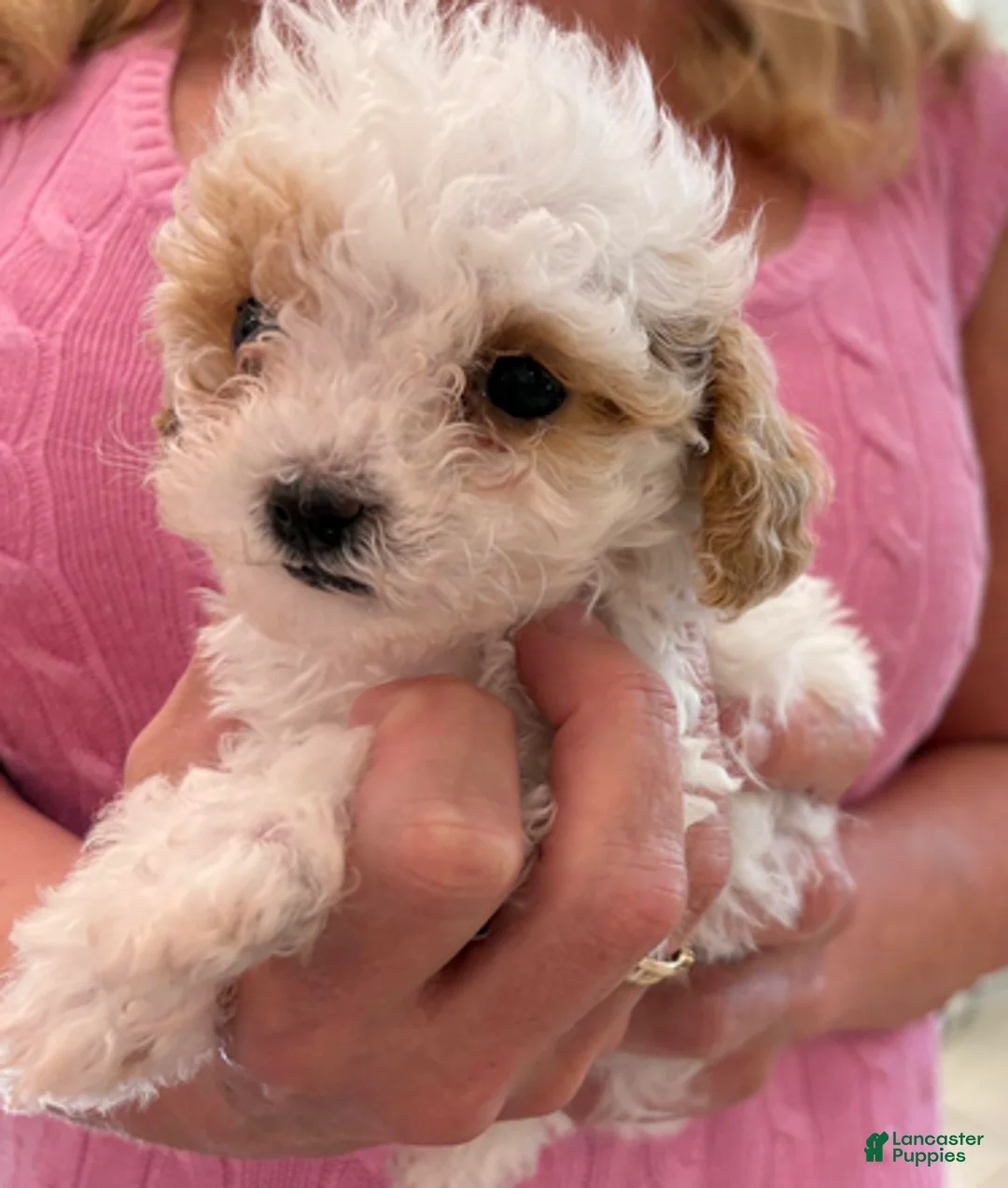 Standard Poodle dogs for sale: Tessi - Ad 3