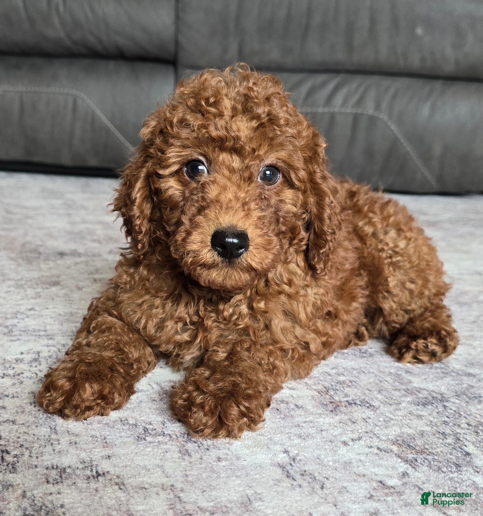 Miniature Poodle dogs Cooper - Ad 2