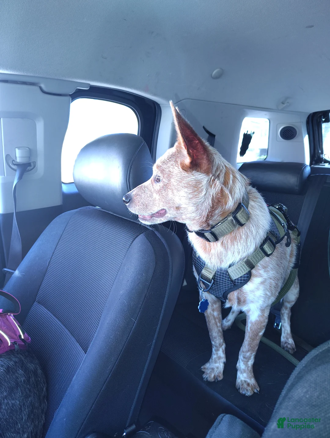 Australian Cattle Dog dogs for stud: STUD SERVICE $500 - Ad 8