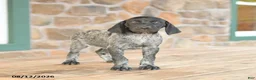 German Shorthaired Pointer dogs for sale: Alexie - Ad 3