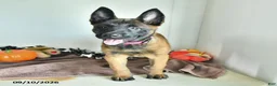 Belgian Malinois dogs for sale: Tonks - Ad 5