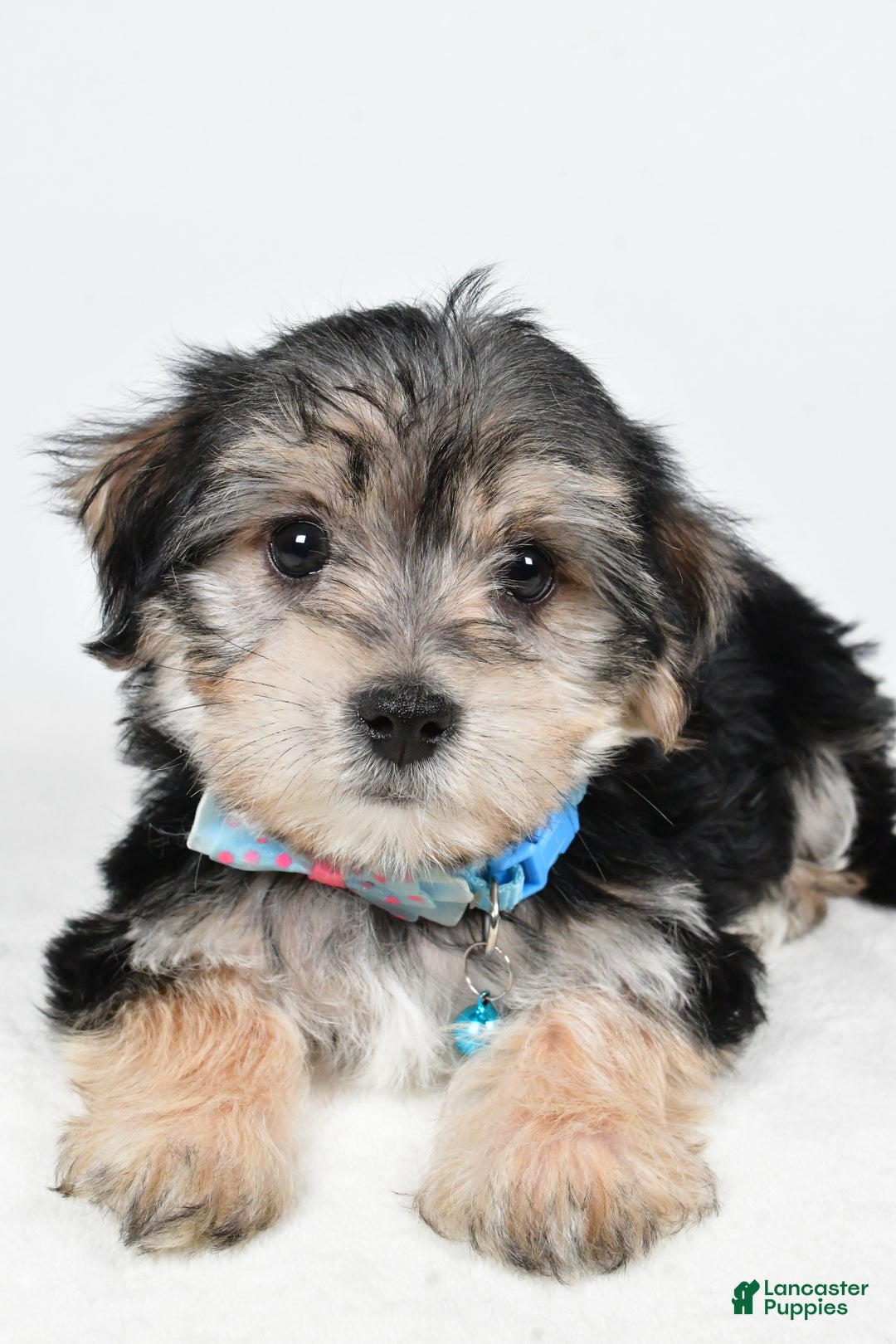 Morkie dogs for sale: Virgel - Ad 4