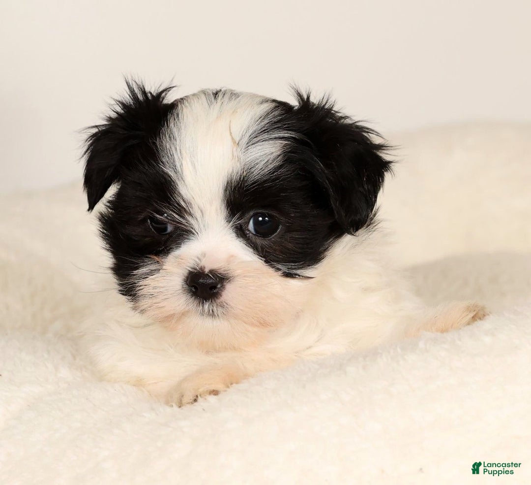 Malshi dogs for sale: Itzy - Ad 6