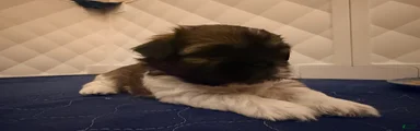 Shih Tzu 2